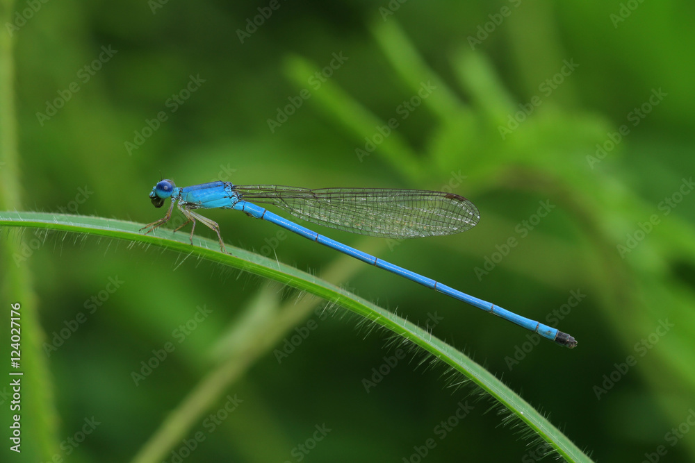 Dragonfly in Thailand. Dragonfly in Thailand.