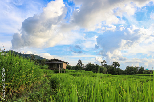 Rice fields in the countryside of Thailand