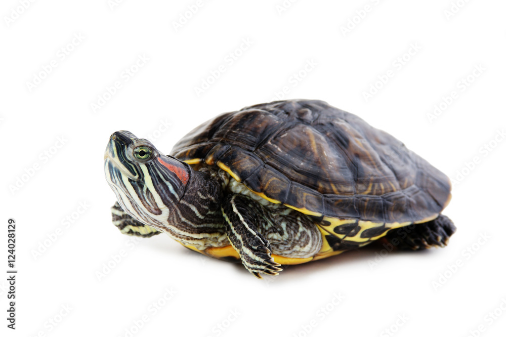 red ear turtle isolated on white background red ear turtle isolated on white background