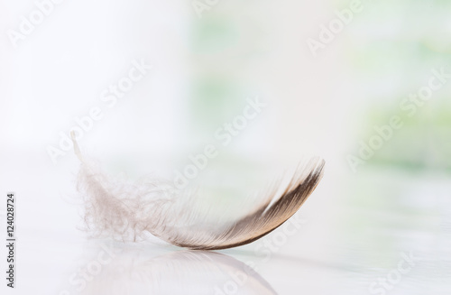 Lone feather  Symbol of softness