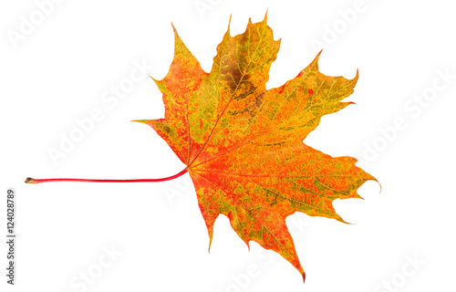 Maple fall leaf. Colorful autumn leaf isolated on white.