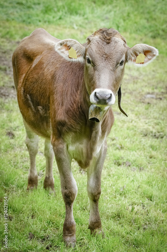 Braunviehrind auf einer Allgäuer-Wiese