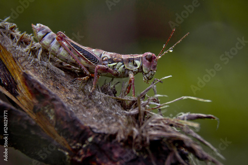 Knight grasshopper