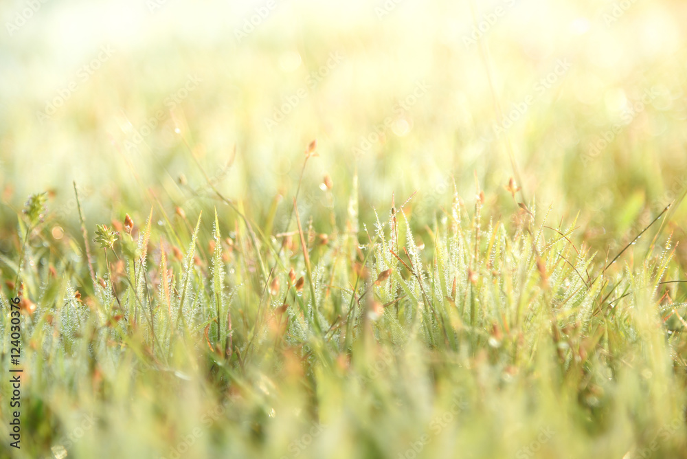 Fresh grass with dew background Fresh grass with dew background