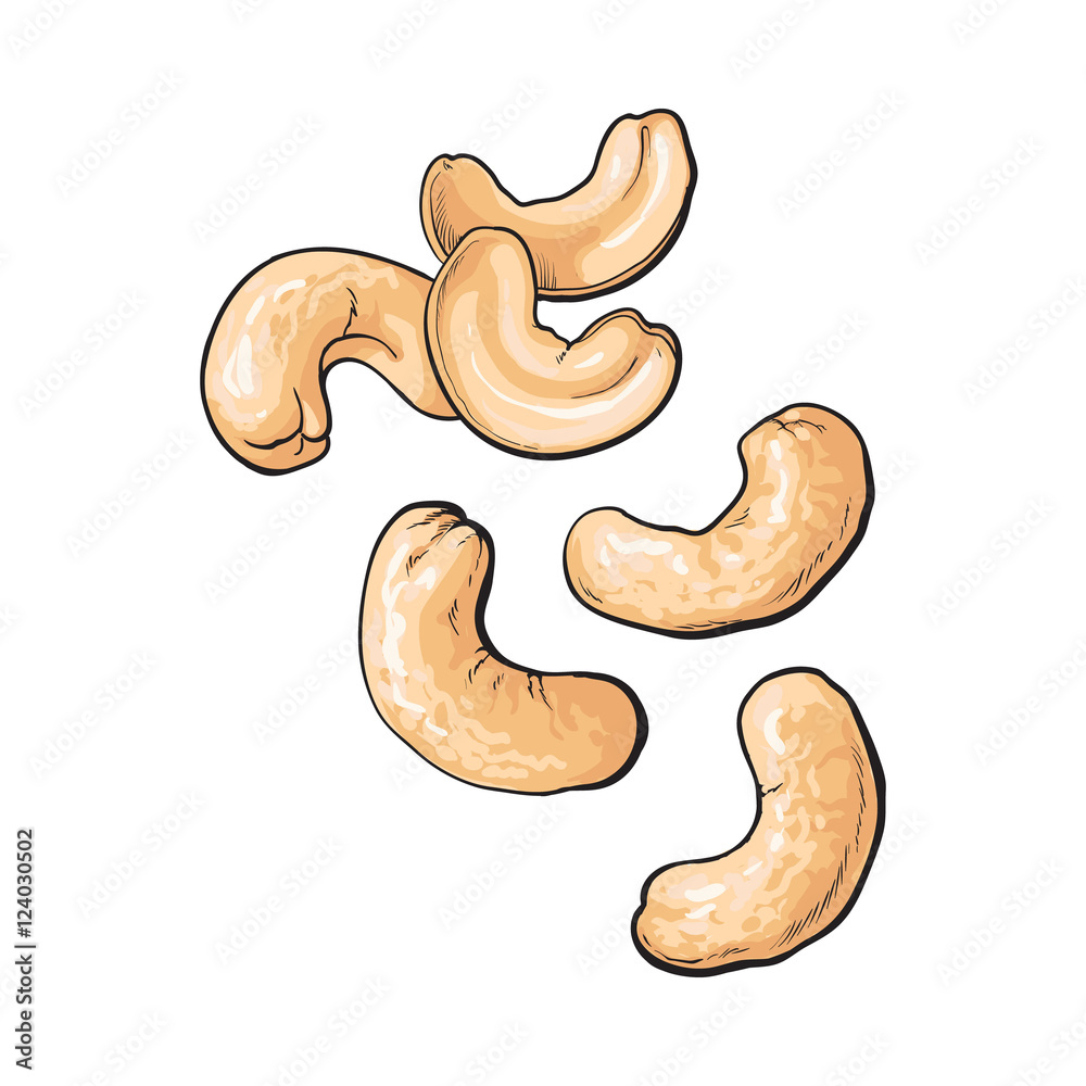 Whole and peeled cashew nuts, vector illustration isolated on white