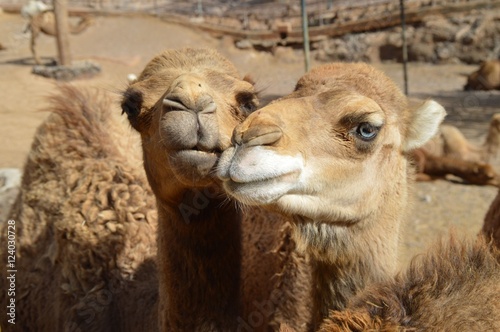liebe camel © Ali Karimi