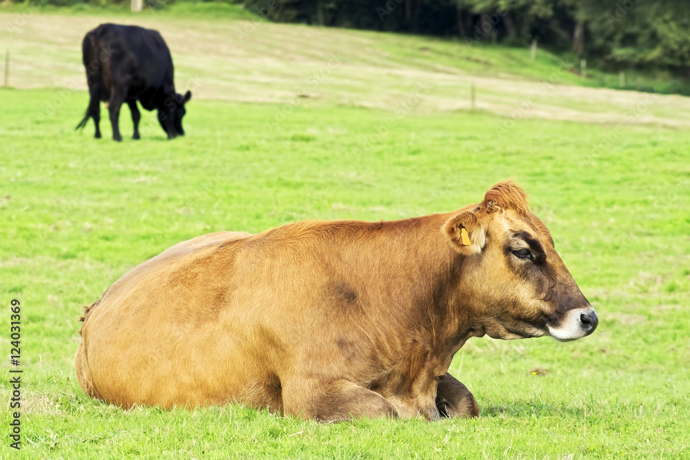 cows and calves grazing in A Coruna mountains, Galicia , Spain
