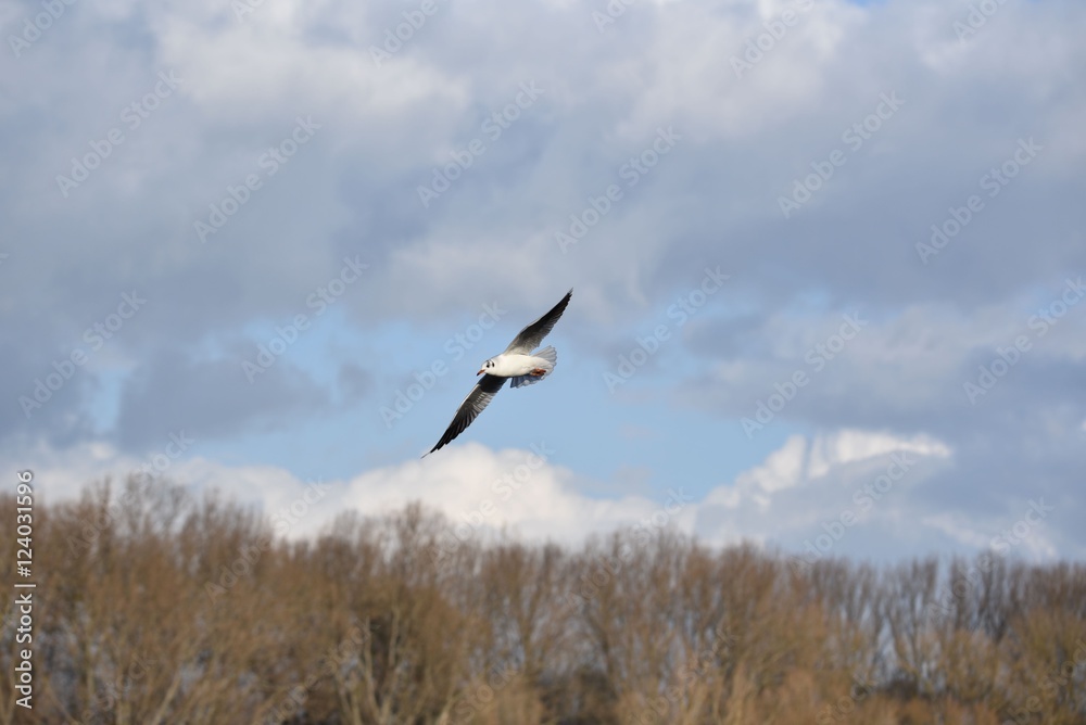 bird möve fliegen himmel