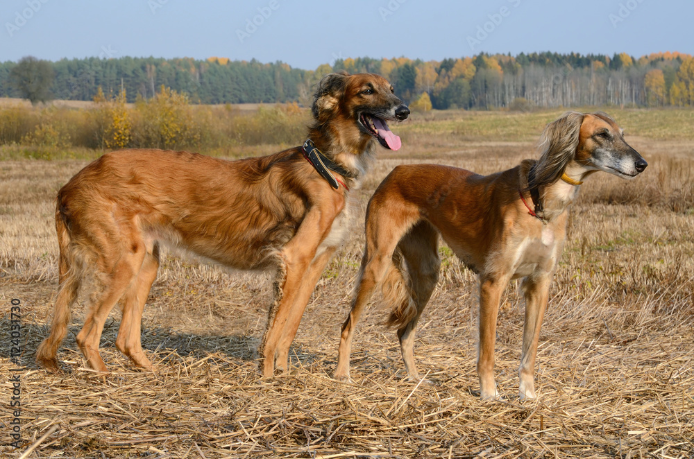 Naklejka premium Two brown Saluki
