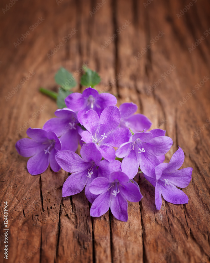 Lovely bell flowers on an old rough wood Lovely bell flowers on an old rough wood