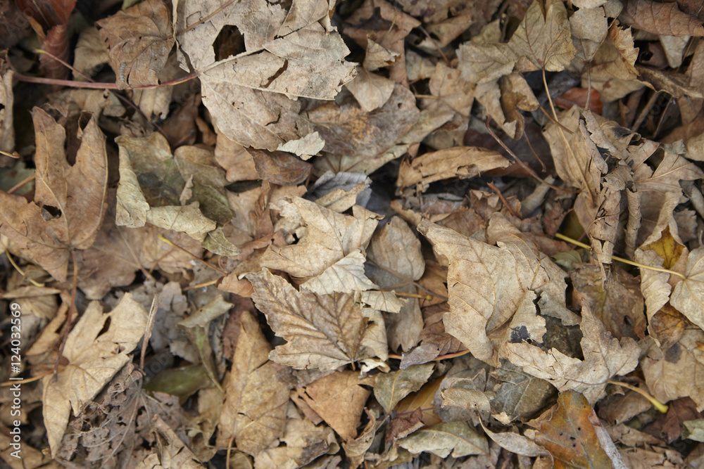 A full page of dry autumn leaves background texture