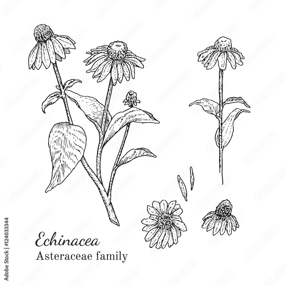 Ink echinacea herbal illustration. Hand drawn botanical sketch style. Absolutely vector. Good for using in packaging - tea, condinent, oil etc - and other applications - obrazy, fototapety, plakaty 