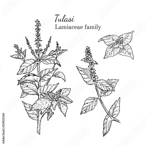 Ink tulasi herbal illustration. Hand drawn botanical sketch style. Absolutely vector. Good for using in packaging - tea, condinent, oil etc - and other applications