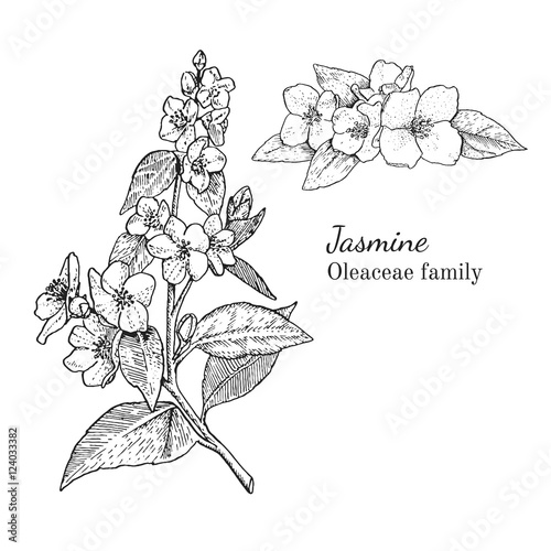 Fotografia, Obraz Ink jasmine herbal illustration