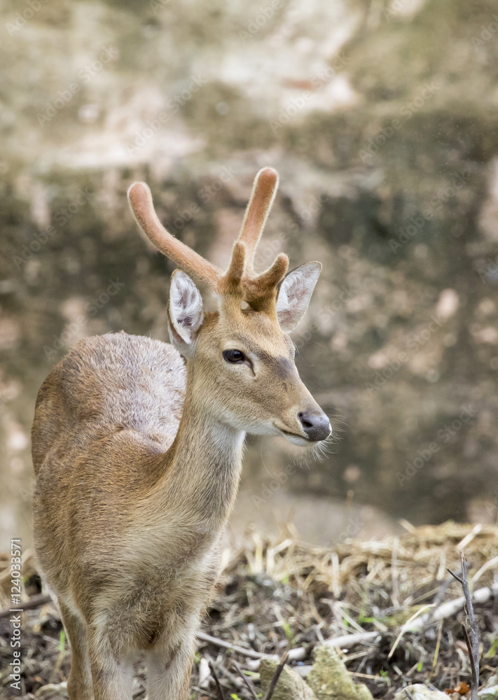 Image of young sambar deer on nature background. Image of young sambar deer on nature background.
