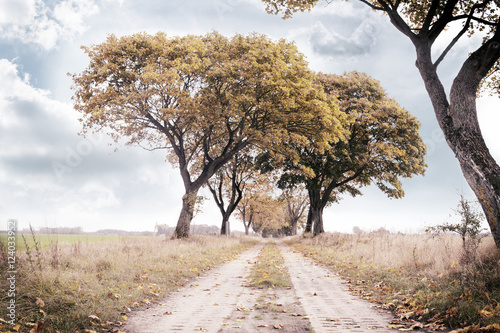 Foto autumn way
