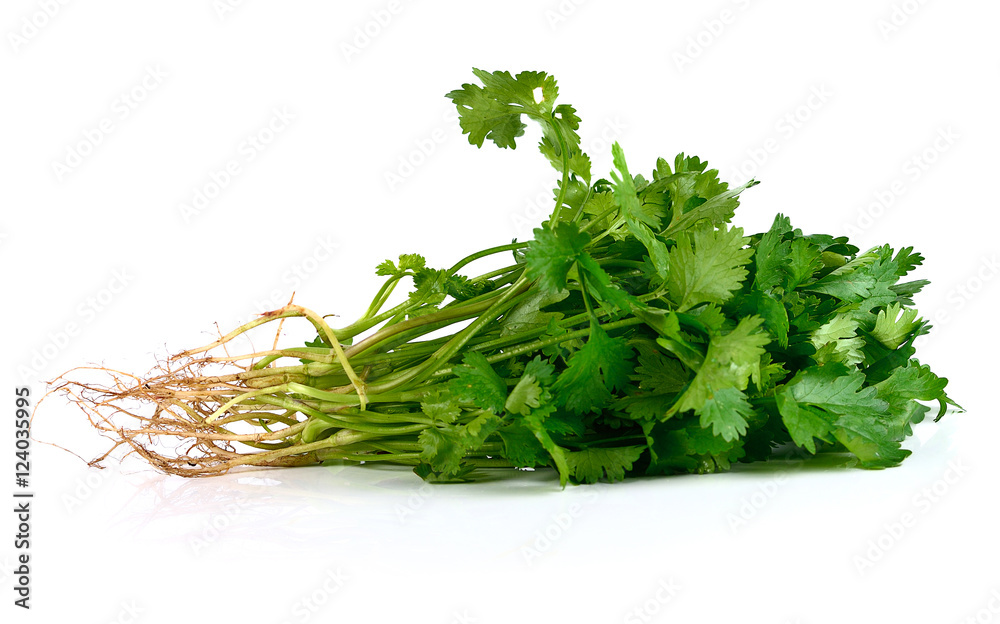 Coriander leaf isolated on white background Coriander leaf isolated on white background