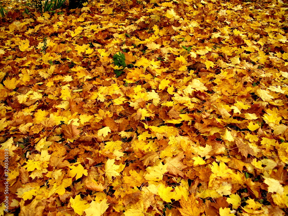 A colourful carpet of autumn leaves A colourful carpet of autumn leaves
