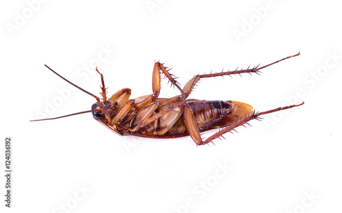 Cockroach isolated