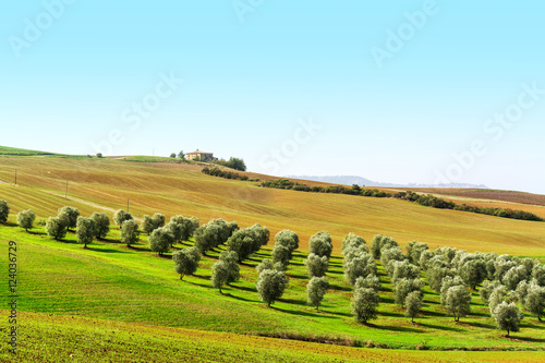 olive trees in a green hill in Tuscany