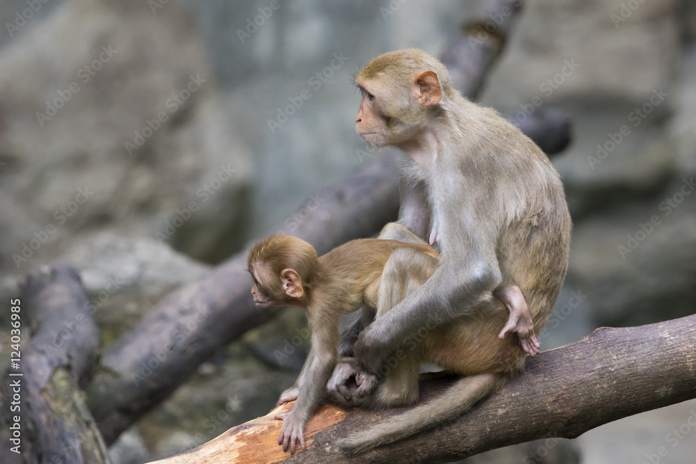 Image of mother monkey and baby monkey sitting on a tree branch.