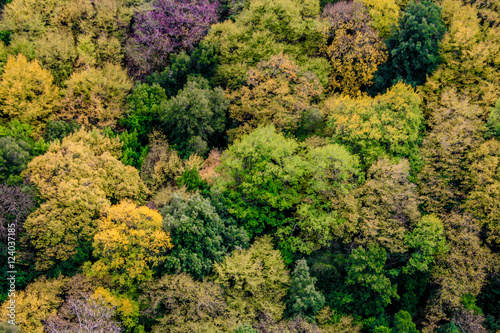 Background of autumnal trees texture pattern,Above view © Stratos Giannikos