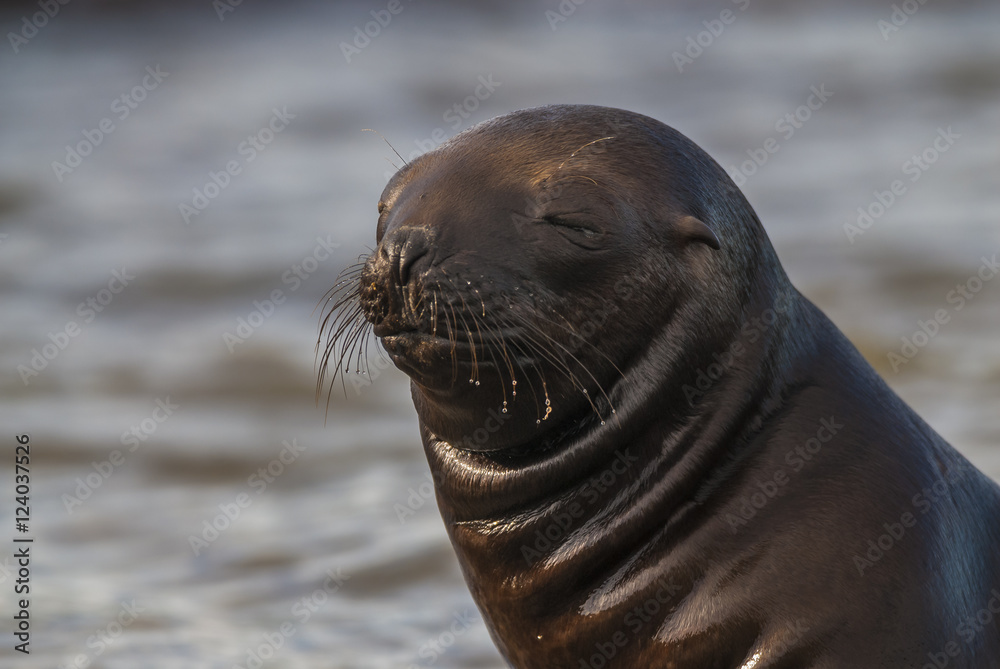 Obraz premium SOUTH AMERICAN SEA LION pup,Peninsula Valdez, Chubut,Patagonia ,Argentina