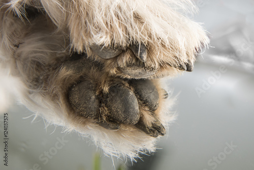 Dogpaw - reflection - jack russell terrier photo