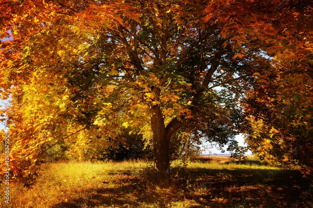Fototapeta premium Goldener Oktober - Herbstlicher farbige Baum 