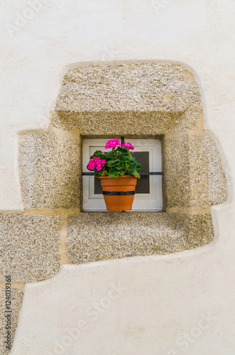 Fototapeta Naklejka Na Ścianę i Meble -  pink geranium in a flowerpot