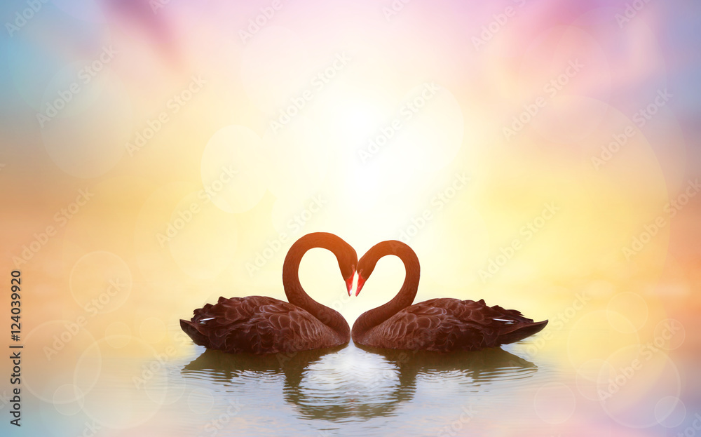 Obraz premium beautiful black swan in heart shape on lake sunset .Love bird concept