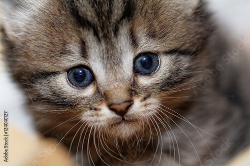 Cute kitten © Nneirda