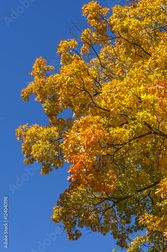 Autumn maple leaves with the blue sky background