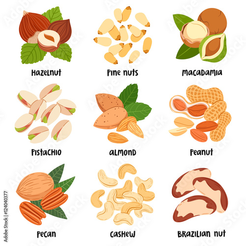 Nuts illustration set