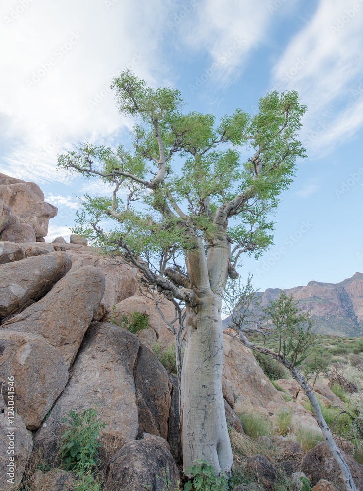Moringabaum zwischen Felsen, Hohenstein, Erongo, Namibia