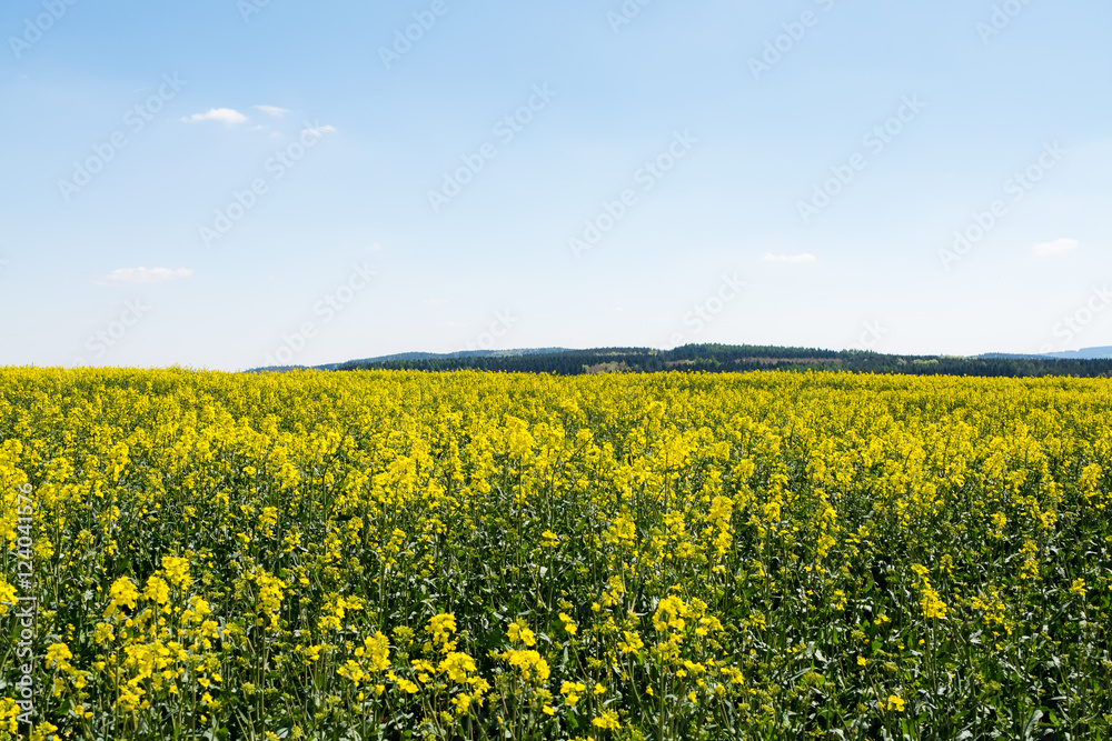 rapeseed field in spring