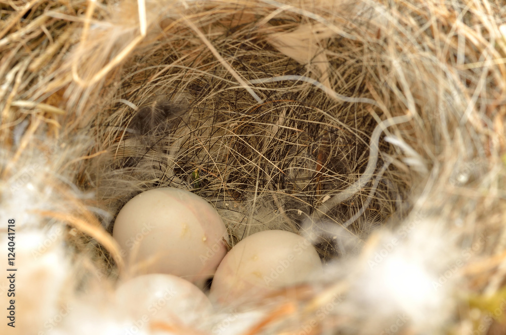Bird eggs in a nest Bird eggs in a nest