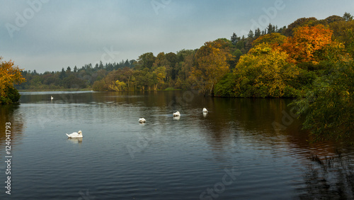 Early morning light on autumn colours at Bolam Lake, Northumberland, England, UK.