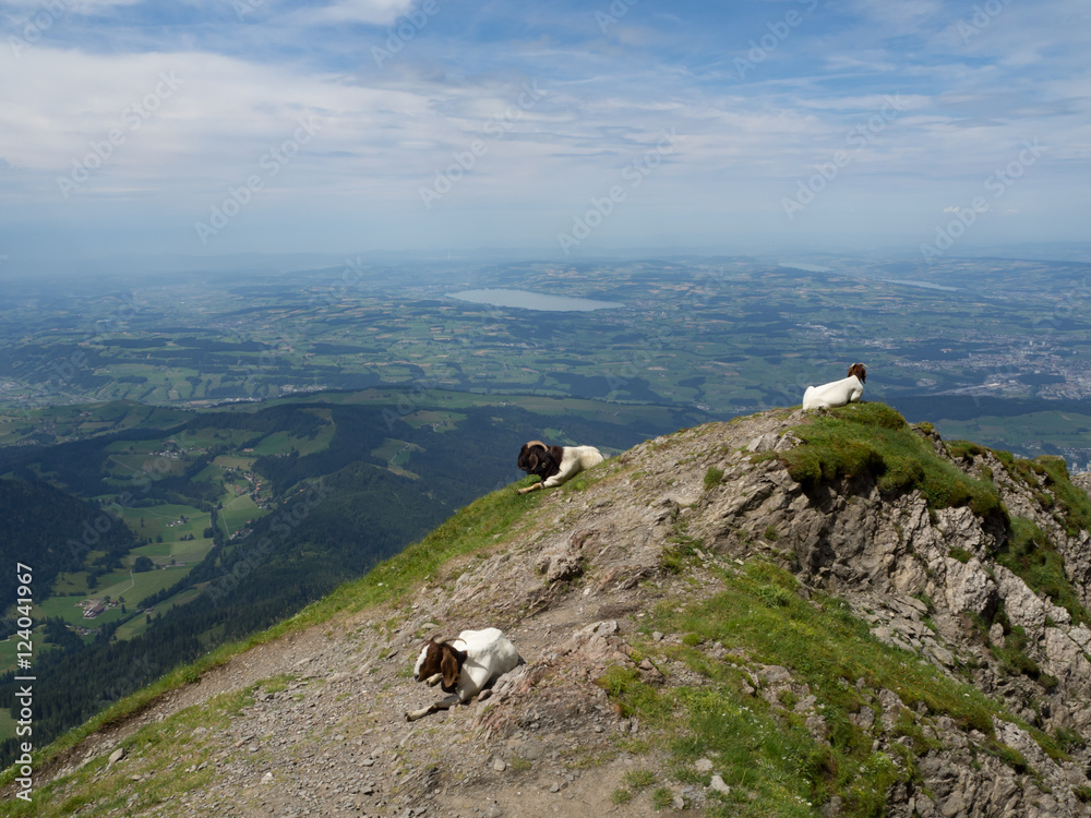 Cabras en el monte Pilatus de Lucerna , Suiza en el verano de 2016 OLYMPUS DIGITAL CAMERA