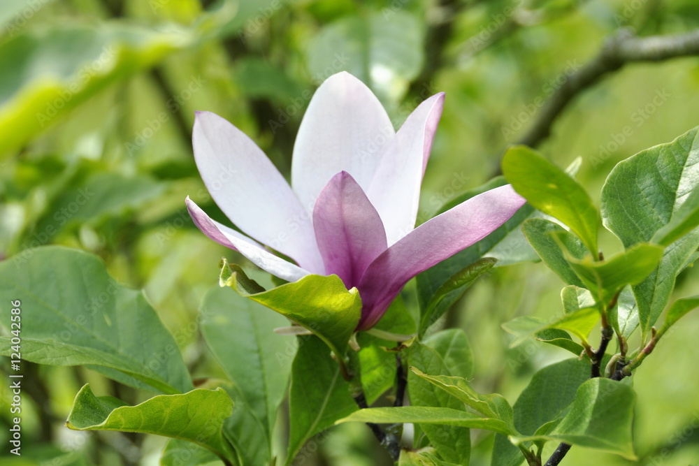 Fototapeta premium Single Magnolia flower in a garden