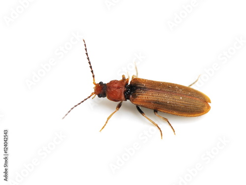 The small brown click beetle Denticollis linearis on white bakground