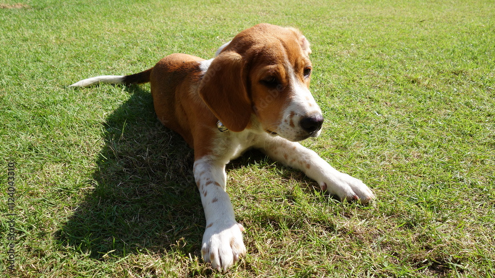 beagle on playground