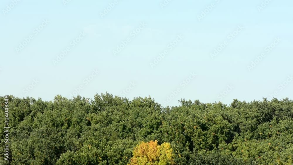 Leaf fall in the autumn city park. Beautiful background Leaf fall in the autumn city park. Beautiful background