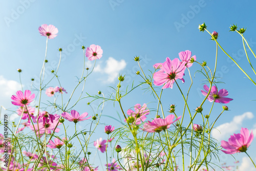 cosmos flower field with blue sky background