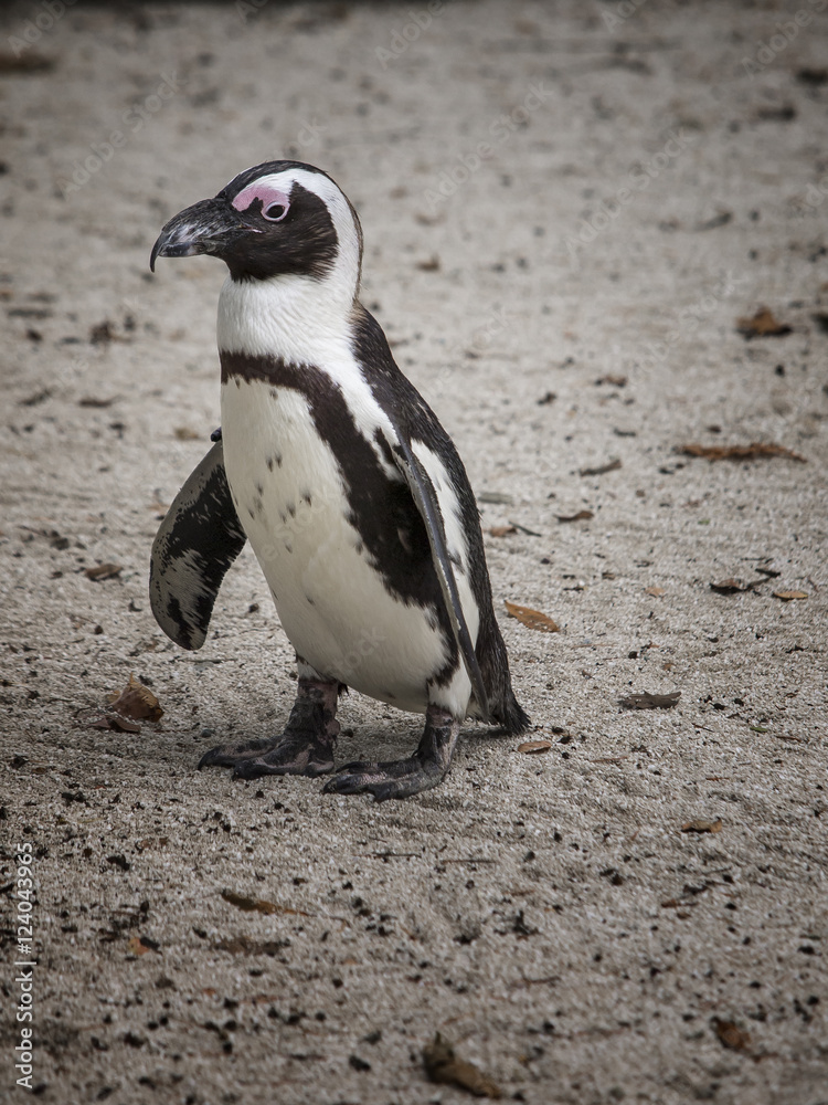 Naklejka premium Jackass Penguin (Cape Penguin, African Penguin)