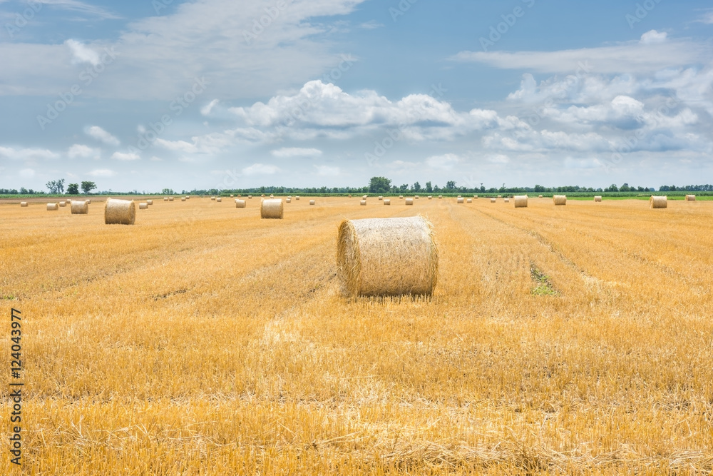 Bale of hay on harvesting field