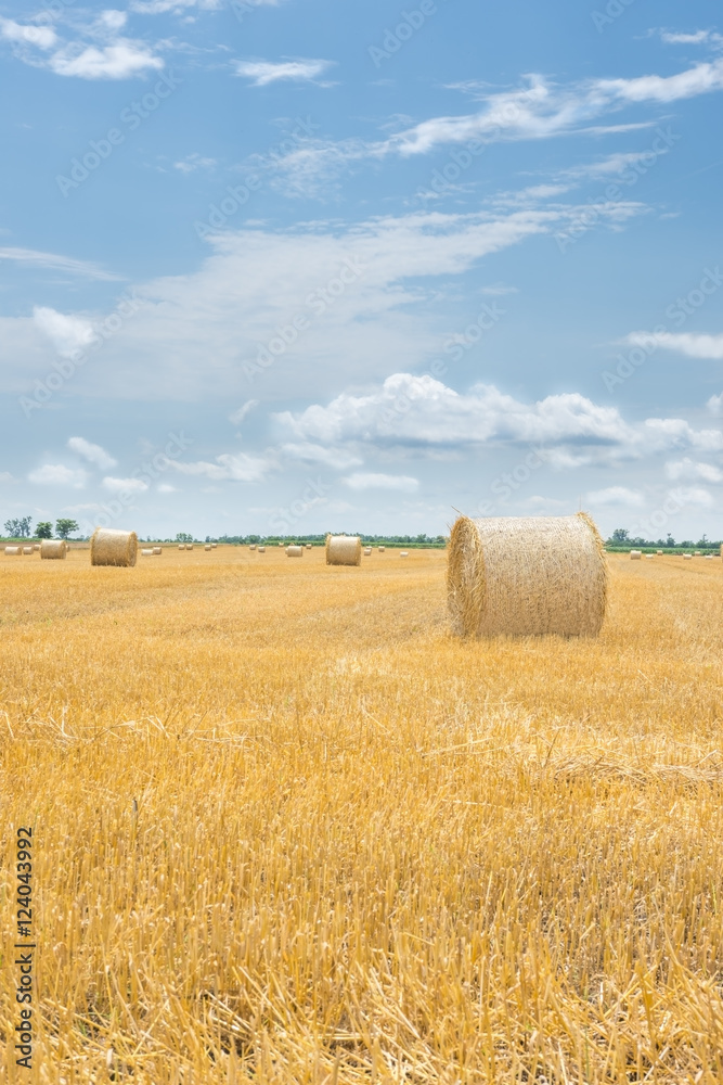 Fototapeta premium Bale of hay on a yellow harvesting field