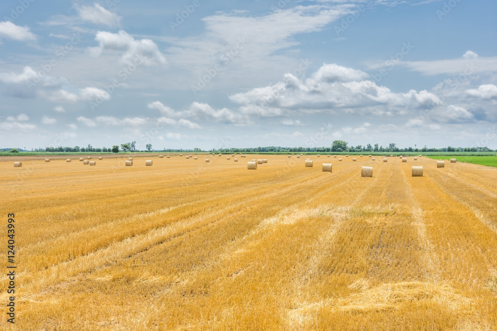 Golden wheat field harvesting