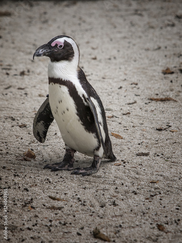 Jackass Penguin (Cape Penguin, African Penguin)