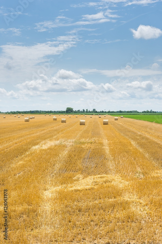 Harvested field with bales